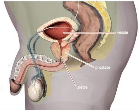 Visuel Coupe Transversale de la prostate et Appareil génital masculin